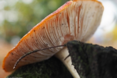 vliegenzwam#28b(20231115)