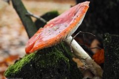 vliegenzwam#28a(20231115)