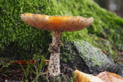 vliegenzwam#27b(20231115)