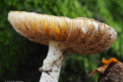 vliegenzwam#26f(20231115)