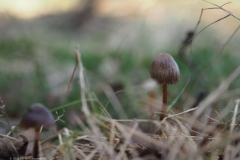 mycena#(20231117)