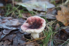broze russula#(20231117)