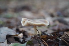 botercollybia#(20231117)