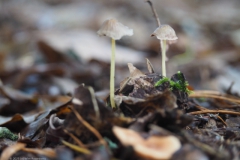 dennenkleefsteelmycena#(20231117)