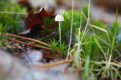 mycena#(20231117)