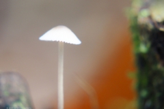 mycena#(20231117)