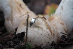 grote stinkzwam#(20231117)b