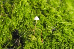 mycena#(20231124)a