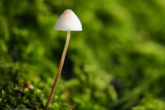 mycena#(20231124)aa