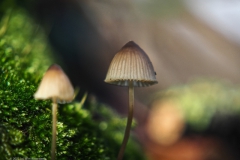 mycena#(20231124)