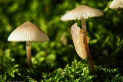 mycena#(20231124)ba