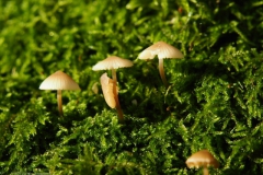 mycena#(20231124)b