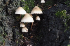 mycena#(20231124)