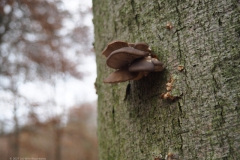 gewone oesterzwam#(20211124)a