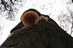 porseleinzwam#(20211124)