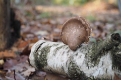 berkenzwam#(20201129)a