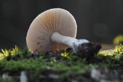 narcisamaniet#(20201129)b