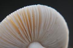 narcisamaniet#(20201129)ba