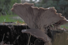 gewone oesterzwam#(20211210)