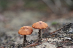 fopzwam#(20201219)b