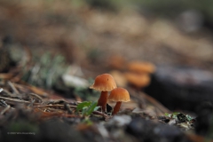 fopzwam#(20201219)a
