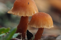 fopzwam#(20201219)aa