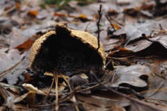 aardappelbovist#(20231225)