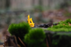 koraalzwam#(20231225)