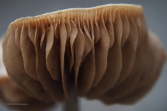 paddenstoel#(20201230)aa