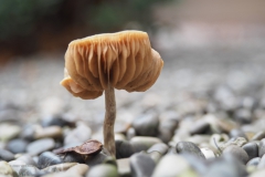 satijnzwam#(20201230)a