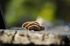 paddenstoel#(20191026)a